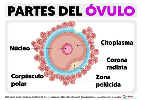 ovulo chanel